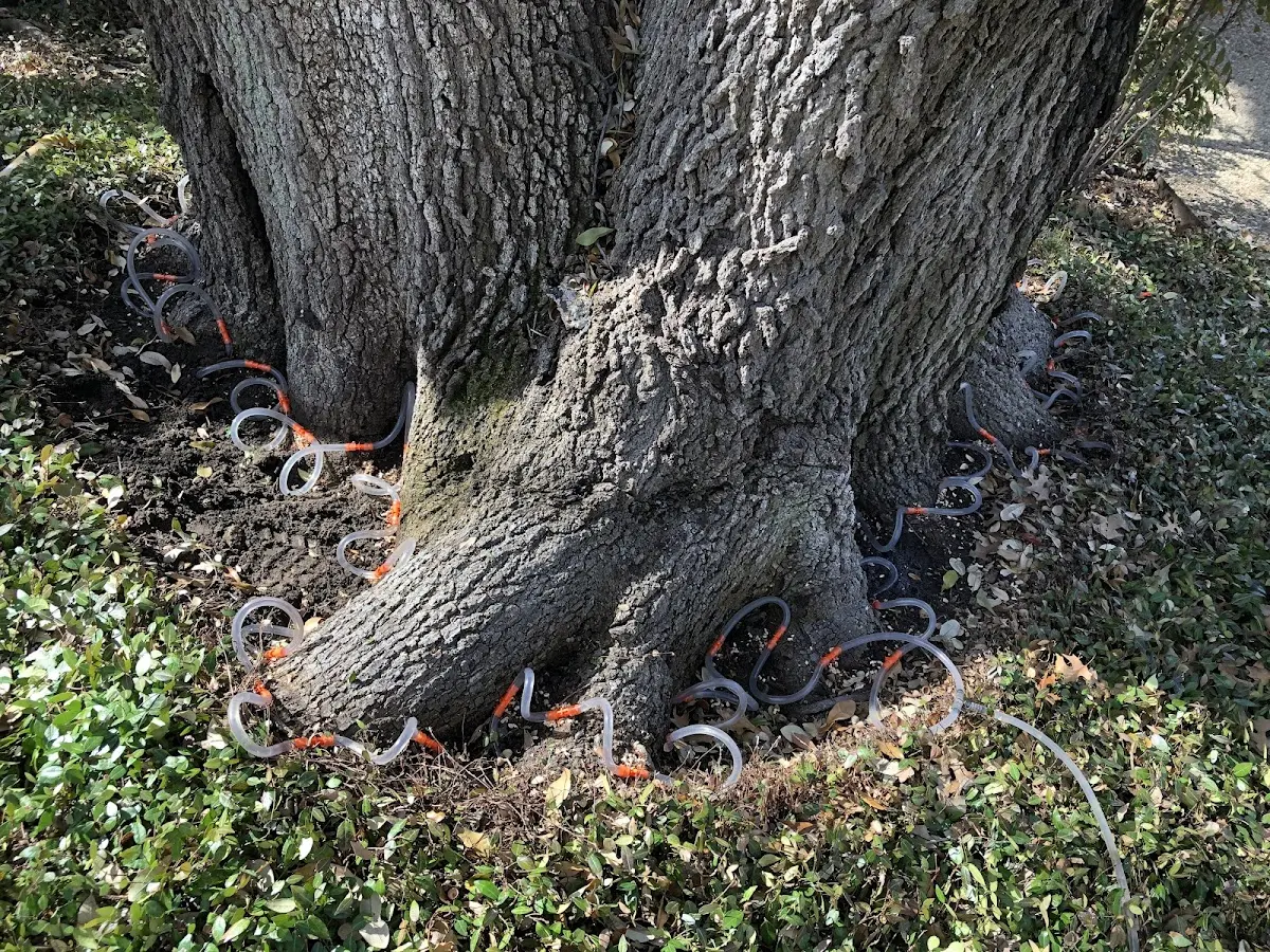 Detailed Tree Cabling and Bracing job site in Panola