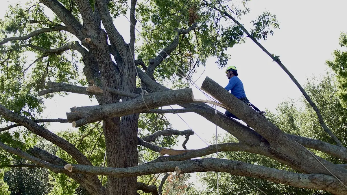Professional Crown Thinning performed by certified arborists in Panola